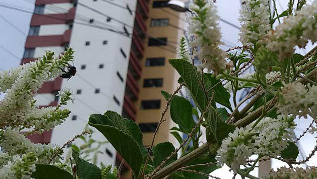   Em Assu, caso de morte por picada de abelha foi registrada nesta quinta-feira (27).