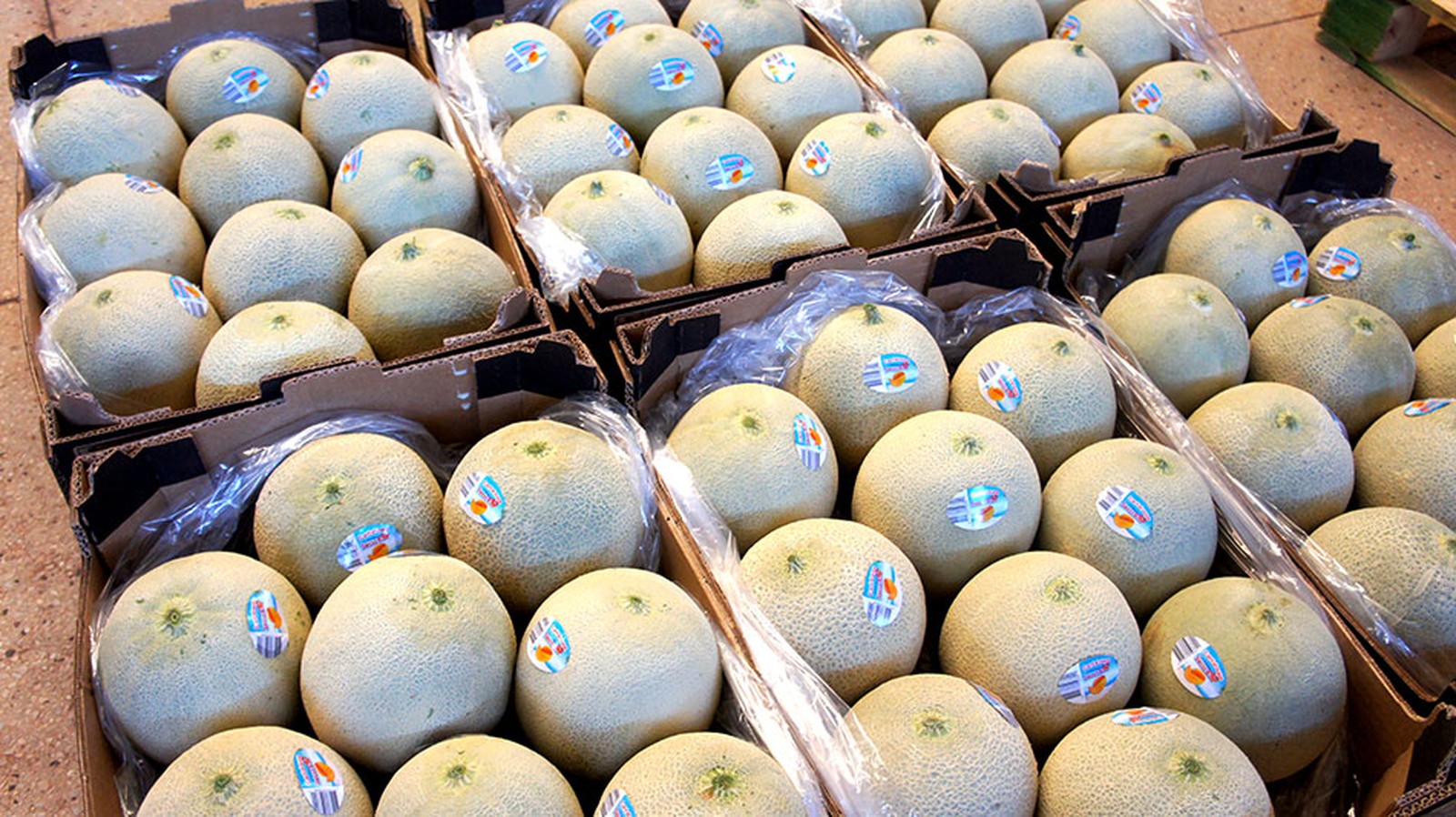   A mosca-das-frutas é uma praga que ataca frutos maduros, deposita os ovos por baixo das cascas e as larvas se alimentam da polpa.