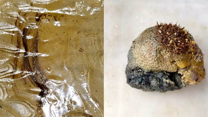   Os pesquisadores dizem que ainda não é possível afirmar se o óleo encontrado nos corais é o mesmo que tem sido encontrado na costa do Nordeste desde o fim de agosto.