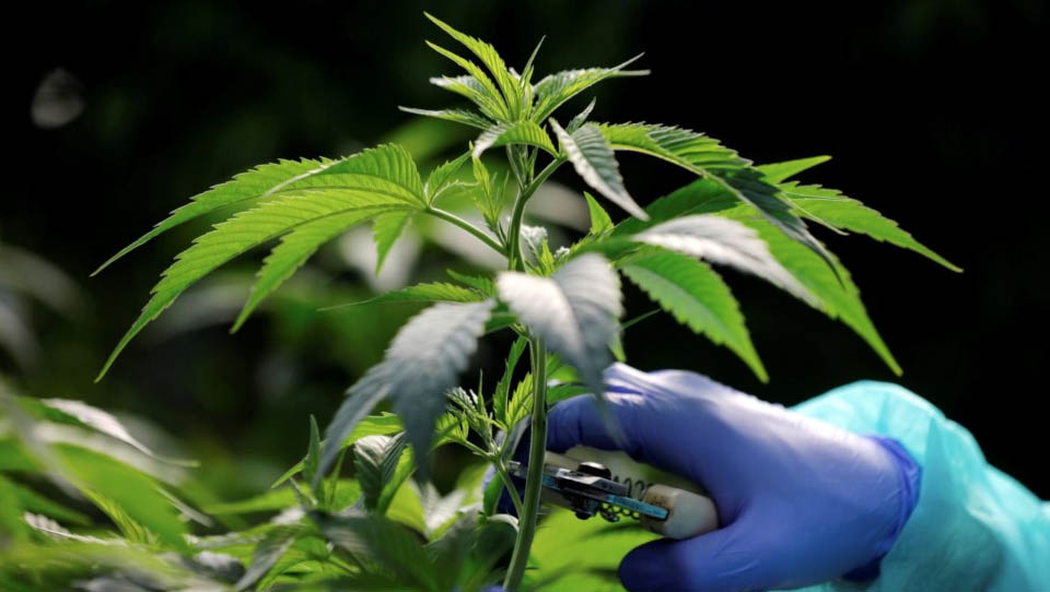   Juiz Federal do RN permite a aquisição de Cannabis para uso medicinal. O salvo conduto foi emitido com base no pedido de uma mulher que deseja fazer o cultivo da planta para tratar um câncer de mama.