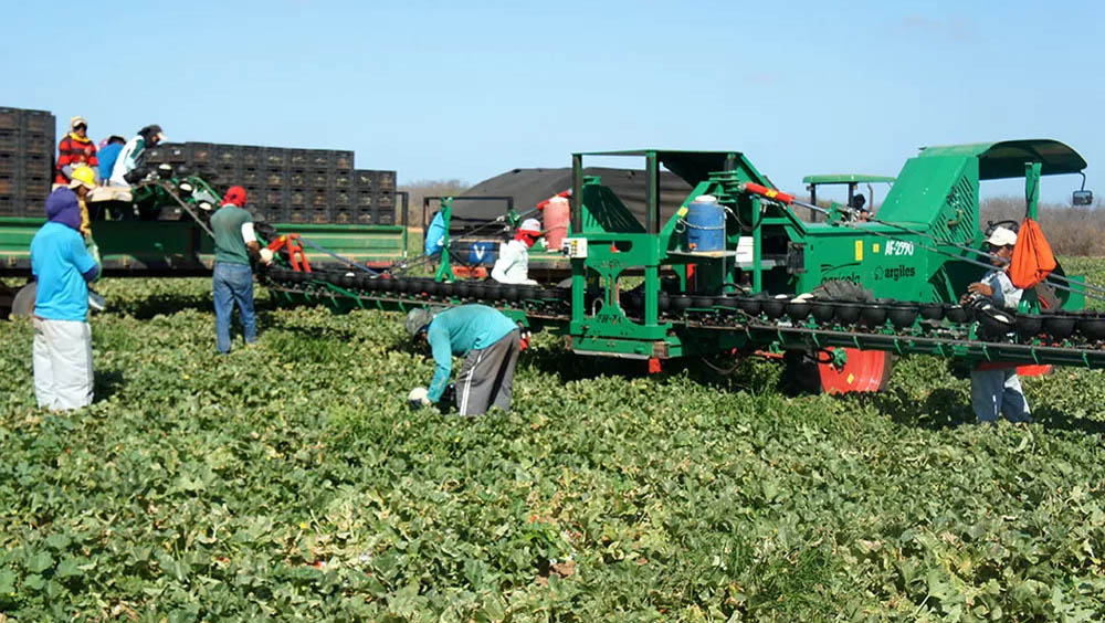   RN será o maior beneficiado com abertura do mercado chinês para melão brasileiro.