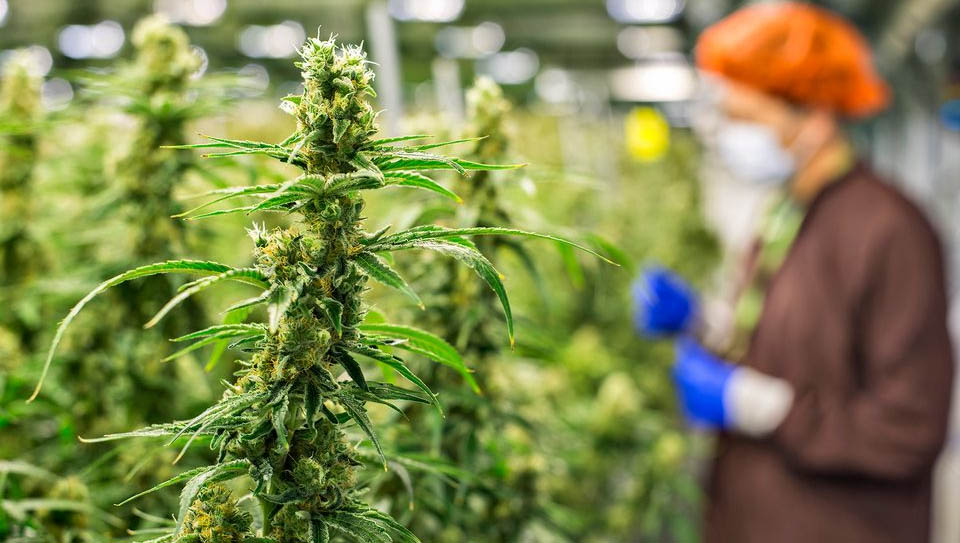   Nesta terça-feira (3) a anvisa aprovou o novo regulamento para fabricação, importação, comercialização, prescrição, monitoramento e fiscalização de produtos feitos à base de Cannabis, utilizados para fins medicinais.