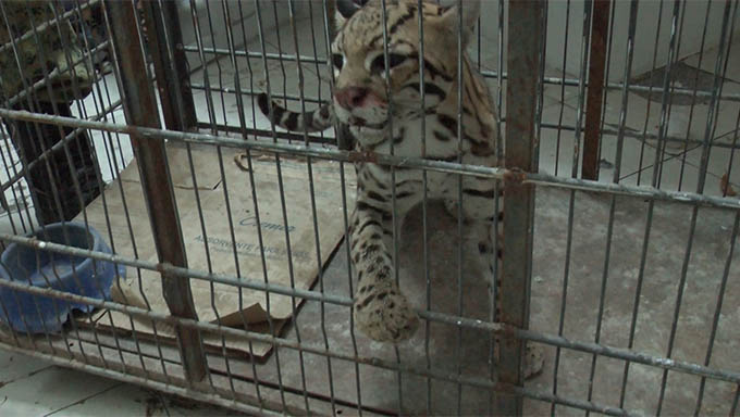   Polícia Ambiental resgata filhote de gato-maracajá em loja de Mossoró. O caso aconteceu na manhã desta quarta-feira. O pequeno felino foi encontrado escondido em uma loja equipadora no Centro da cidade. A polícia lembra que o gato-maracajá está entre as espécies quase ameaçadas de extinção e sua criação em ambiente doméstico é proibida.