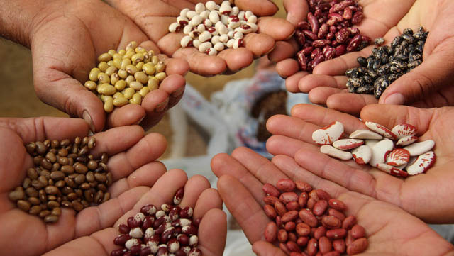   Governo do RN vai distribuir 50 toneladas de sementes crioulas a agricultores familiares. A entrega das sementes vai beneficiar cerca de três mil famílias de Mossoró e de outros 35 município potiguares. O Programa Estadual de Sementes Crioulas foi lançado em 2019 e é, hoje, o maior programa de distribuição de sementes crioulas do Brasil.