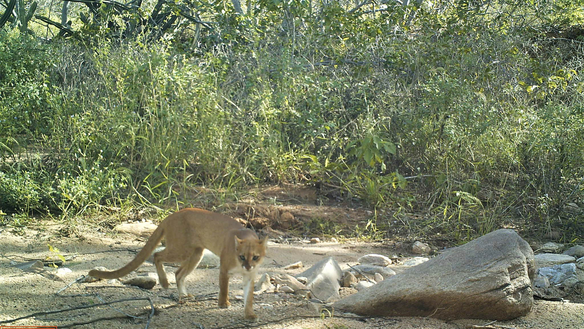   O Pesquisador Paulo Marinho, Dr. em Ecologia pela UFRN tirou dúvidas sobre o gato-vermelho confundido com onça no município de Itaú. Segundo ele, o animal fotografado na zona rural da cidade, não representa perigo para a população e se alimenta apenas de pequenos animais; veja a entrevista completa.