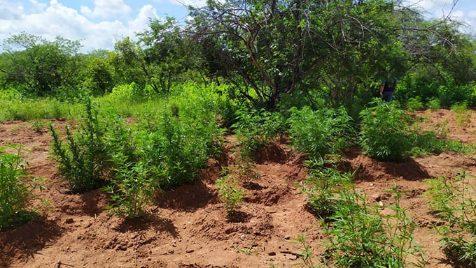   A plantação era numa região de difícil acesso na localidade Cardoso, zona rural do município de Olho D'Água dos Borges, oeste do Rio Grande do Norte
