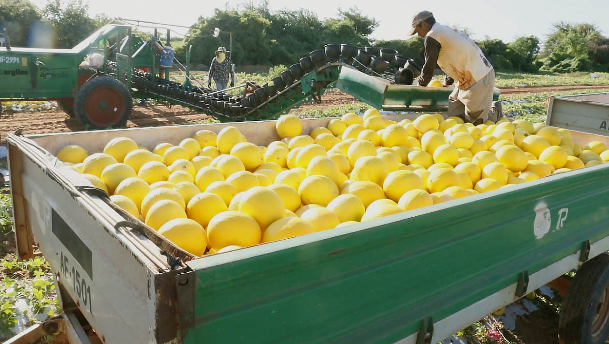   RN deve voltar a negociar exportação de melões para o China em agosto. O empresário Luiz Barcelos, da Agrícola Famosa, disse que as negociações estão paradas devido a pandemia, mas devem ser retomadas durante o próximo período de colheita, quando serão enviadas algumas amostras ao país asiático.