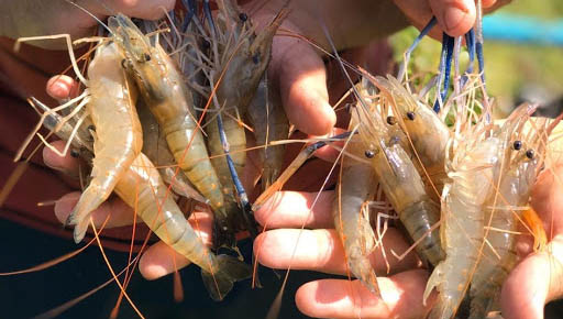   Mossoró está entre os dez maiores produtores de camarão do Brasil. Com a produção de 20,7 mil toneladas 2019, o Rio Grande do Norte se mantém como maior produtor de camarão do Brasil. A nível de estado, Mossoró ficou na quarta posição, com 2.031 toneladas produzidas no ano passado; Os dados foram divulgados hoje (15) e fazem parte da Pesquisa da Pecuária Municipal (PPM) 2019 do IBGE. 