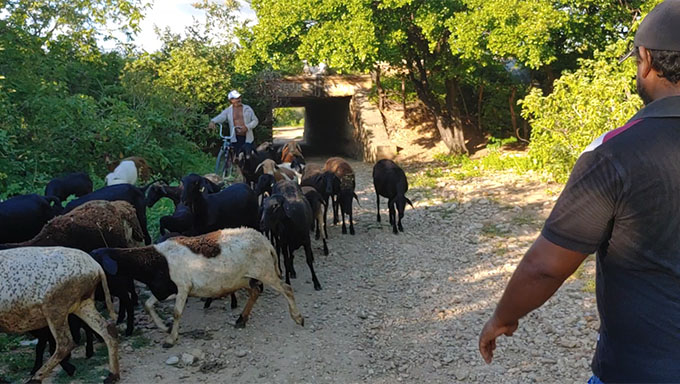   O BUEIRO DO MEDO - Os moradores da comunidade, que têm 60 famílias assentadas, contaram ao MOSSORO HOJE que o bueiro na BR 304, perto da ponte do rio Angico, está deteriorado, ameaçando cair, o que impõe medo a eles, que precisam do local para atravessar a pista e trabalhar na área da várzea. O quadro fica pior quando chove, pois, ocorre infiltrações. CONFIRA.