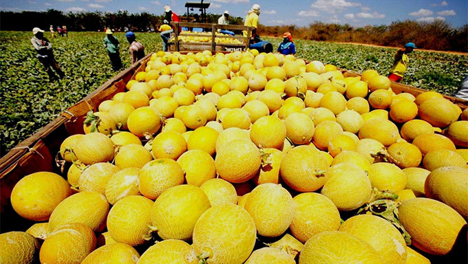   “É um show de qualidade”, diz Jaime Calado sobre geração de emprego através da fruticultura. Segundo o secretário, o mercado da Europa, Estados Unidos e China, que são os principais países consumidores da fruta Potiguar, é um mercado bastante exigente, o que obrigou os produtores a se especializar para atender todas as exigências.