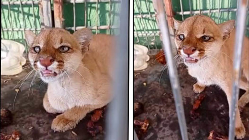 Imagem 1 - O animal foi capturado no dia 26 de outubro por um morador do sítio Senegal, a cerca de 10km da zona urbana do município. O pelotão ambiental da Guarda Civil Municipal foi acionado para fazer o resgate do gato, que apresentava um ferimento na pata trazeira. Ele foi encaminhado a Ufersa, onde passa por exames. De acordo com o Inspetor Marcos Gilliard, o ICMBio Mossoró também foi acionado e a intenção do Instituto é soltar o animal no Parque Nacional da Furna Feia, caso este tenha uma recuperação rápida. Imagem 1 - O animal foi capturado no dia 26 de outubro por um morador do sítio Senegal, a cerca de 10km da zona urbana do município. O pelotão ambiental da Guarda Civil Municipal foi acionado para fazer o resgate do gato, que apresentava um ferimento na pata trazeira. Ele foi encaminhado a Ufersa, onde passa por exames. De acordo com o Inspetor Marcos Gilliard, o ICMBio Mossoró também foi acionado e a intenção do Instituto é soltar o animal no Parque Nacional da Furna Feia, caso este tenha uma recuperação rápida.