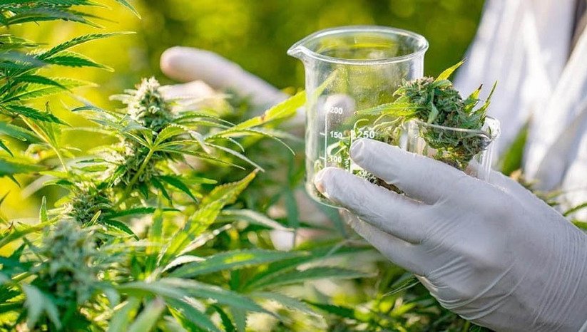 Imagem 1 - PL de Isolda que garante tratamento com produtos a base de Cannabis vira lei no RN. Sancionada pela governadora Fátima Bezerra, a Lei trata do direito ao tratamento de saúde com produtos de Cannabis e seus derivados, do incentivo à pesquisa sobre o uso medicinal e industrial da Cannabis e da divulgação de informações sobre o uso medicinal para a população e para profissionais da área de saúde, tendo como objetivos garantir o direito à saúde mediante o acesso a tratamentos eficazes de doenças e condições médicas; promover a educação em saúde, com base em evidências científicas atualizadas; incentivar a produção científica e o desenvolvimento tecnológico. Imagem 1 - PL de Isolda que garante tratamento com produtos a base de Cannabis vira lei no RN. Sancionada pela governadora Fátima Bezerra, a Lei trata do direito ao tratamento de saúde com produtos de Cannabis e seus derivados, do incentivo à pesquisa sobre o uso medicinal e industrial da Cannabis e da divulgação de informações sobre o uso medicinal para a população e para profissionais da área de saúde, tendo como objetivos garantir o direito à saúde mediante o acesso a tratamentos eficazes de doenças e condições médicas; promover a educação em saúde, com base em evidências científicas atualizadas; incentivar a produção científica e o desenvolvimento tecnológico.