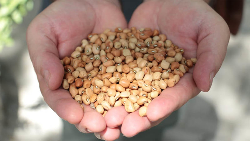 Imagem 1 -  Governo do RN investe cerca de R$ 10 milhões na distribuição de sementes a agricultores . Para a safra 2022, o Programa de Sementes vai distribuir 722 toneladas de sementes de milho, feijão e sorgo em 162 municípios e beneficiar 55.592 agricultores familiares cadastrados no sistema CERES da Emater. De acordo com o secretário da Sape, Guilherme Saldanha, neste ano o investimento será de R$ 9,8 milhões na distribuição das sementes, R$ 3,5 milhões a mais do que o aplicado em 2021 (R$ 6,3 milhões). Isso representa um aumento de 55% sobre o ano passado.