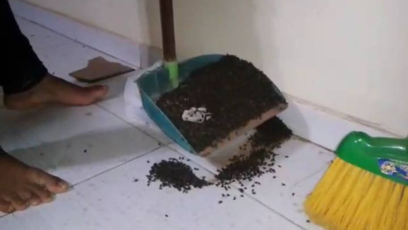 Imagem 1 - Moradores seguem sofrendo com infestação de moscas nos bairros próximos à granja. Inúmeras denúncias vêm sendo feitas ao longo de, pelo menos, seis anos. A justiça já chegou a determinar que a granja Aviforte adotasse medidas para regularizar o seu funcionamento em relação ao meio ambiente, mas até então a realidade segue a mesma. Em um vídeo cedido nesta quarta-feira (16) ao Portal Mossoró Hoje é possível ver a situação de uma residência após um trabalho de dedetização. Rapidamente a moradora encheu um saco de lixo com moscas mortas no local. Quase 1kg de moscas foram recolhidas em apenas uma tarde. Imagem 1 - Moradores seguem sofrendo com infestação de moscas nos bairros próximos à granja. Inúmeras denúncias vêm sendo feitas ao longo de, pelo menos, seis anos. A justiça já chegou a determinar que a granja Aviforte adotasse medidas para regularizar o seu funcionamento em relação ao meio ambiente, mas até então a realidade segue a mesma. Em um vídeo cedido nesta quarta-feira (16) ao Portal Mossoró Hoje é possível ver a situação de uma residência após um trabalho de dedetização. Rapidamente a moradora encheu um saco de lixo com moscas mortas no local. Quase 1kg de moscas foram recolhidas em apenas uma tarde.