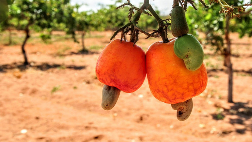 Imagem 1 - Projeto visa revitalizar a cajucultura em Mossoró, com introdução de clones adaptados ao semiárido. A técnica foi apresentada aos produtores de caju do município pela Seadru, em parceria com o SEBRAE. Os clones de cajueiros vão ser importantes, pois esses materiais serão suficientes para que as famílias possam nos anos subsequentes ter materiais suficientes para melhorarem os cajueiros gigantes, com a substituição de copas. Dessa forma, o projeto das consultorias será revitalizar a cajucultura no município. Inicialmente, a proposta é atender 100 famílias na região de Mossoró. Imagem 1 - Projeto visa revitalizar a cajucultura em Mossoró, com introdução de clones adaptados ao semiárido. A técnica foi apresentada aos produtores de caju do município pela Seadru, em parceria com o SEBRAE. Os clones de cajueiros vão ser importantes, pois esses materiais serão suficientes para que as famílias possam nos anos subsequentes ter materiais suficientes para melhorarem os cajueiros gigantes, com a substituição de copas. Dessa forma, o projeto das consultorias será revitalizar a cajucultura no município. Inicialmente, a proposta é atender 100 famílias na região de Mossoró.