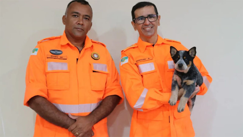 Imagem 1 - Corpo de Bombeiros de Mossoró ganha nova integrante para o quadro funcional. A cadelinha Ariel, da raça boiadeiro-australiano, foi entregue ao Quartel do Comando Geral na sexta-feira (18). Em seguida, foi trazida para Mossoró, onde ficará sob a responsabilidade do sargento Édson Monteiro. Imagem 1 - Corpo de Bombeiros de Mossoró ganha nova integrante para o quadro funcional. A cadelinha Ariel, da raça boiadeiro-australiano, foi entregue ao Quartel do Comando Geral na sexta-feira (18). Em seguida, foi trazida para Mossoró, onde ficará sob a responsabilidade do sargento Édson Monteiro.