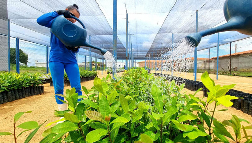 Imagem 1 - Mudas de cajueiro cultivadas por detentas da Mário Negócio são doadas a 24 município do RN. As 26 mil mudas de cajueiro anão precoce são fruto do projeto "Cultivando a Cidadania", da SEAP e da SAPE, com apoio da Vara de Execuções Penais de Mossoró (VEP). O projeto não tem fins lucrativos e as mudas são distribuídas de forma gratuita. As plantas são cultivadas numa estufa na Penitenciária Agrícola Doutor Mário Negócio Feminino por 20 internas privadas de liberdade capacitadas pela Emater. Imagem 1 - Mudas de cajueiro cultivadas por detentas da Mário Negócio são doadas a 24 município do RN. As 26 mil mudas de cajueiro anão precoce são fruto do projeto "Cultivando a Cidadania", da SEAP e da SAPE, com apoio da Vara de Execuções Penais de Mossoró (VEP). O projeto não tem fins lucrativos e as mudas são distribuídas de forma gratuita. As plantas são cultivadas numa estufa na Penitenciária Agrícola Doutor Mário Negócio Feminino por 20 internas privadas de liberdade capacitadas pela Emater.