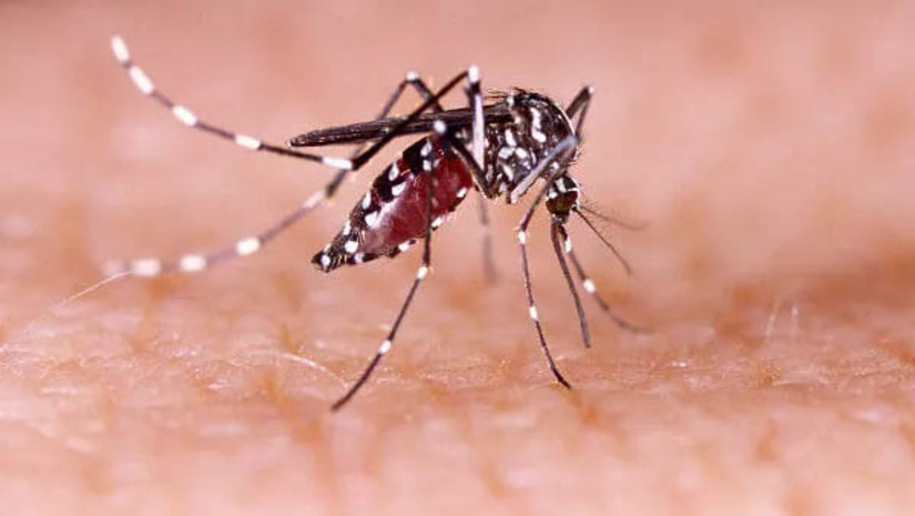Imagem 1 - Incidência de dengue no RN tem aumento de 1.609,66% no período de um ano. O dado consta no boletim epidemiológico divulgado nesta quarta-feira (1º), pela Sesap. a Zika e a chikungunya também tiveram aumento de 1.622,22% e de 189,89%, respectivamente, entre maio de 2021 e o mesmo período de 2022. Em razão desse aumento, o Rio Grande do Norte permanece em situação de epidemia de dengue, de acordo com decreto emitido pelo Governo do Estado no último dia 20, com objetivo de facilitar ações conjuntas de prevenção e o acesso a insumos. Imagem 1 - Incidência de dengue no RN tem aumento de 1.609,66% no período de um ano. O dado consta no boletim epidemiológico divulgado nesta quarta-feira (1º), pela Sesap. a Zika e a chikungunya também tiveram aumento de 1.622,22% e de 189,89%, respectivamente, entre maio de 2021 e o mesmo período de 2022. Em razão desse aumento, o Rio Grande do Norte permanece em situação de epidemia de dengue, de acordo com decreto emitido pelo Governo do Estado no último dia 20, com objetivo de facilitar ações conjuntas de prevenção e o acesso a insumos.