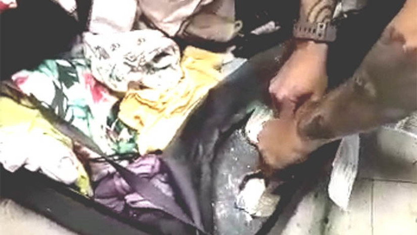 Imagem 1 - A ação aconteceu durante uma fiscalização de rotina quando os policiais inspecionavam as bagagens dos passageiros do setor de embarque internacional que tinham como destino a Europa. Uma das malas retida e que seguiria para Toulouse, França, chamou atenção e levantou suspeitas porque apresentava sonoridade anormal quando recebia batidas nas suas extremidades, indicando ter densidade diferentes. Imagem 1 - A ação aconteceu durante uma fiscalização de rotina quando os policiais inspecionavam as bagagens dos passageiros do setor de embarque internacional que tinham como destino a Europa. Uma das malas retida e que seguiria para Toulouse, França, chamou atenção e levantou suspeitas porque apresentava sonoridade anormal quando recebia batidas nas suas extremidades, indicando ter densidade diferentes.