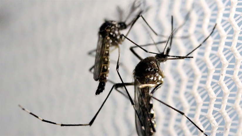 Imagem 1 - RN já registrou 30.850 casos suspeitos de dengue em 2022; 4.614 foram confirmados. Com relação à Chikungunya, foram notificados, desde o início do ano, 10.559 casos suspeitos, sendo confirmados 1.634 casos. Já a Zika apresentou 3.673 casos suspeitos, sendo confirmados 232 casos, 10 deles em gestantes. Diante dos números alarmantes, a Sesap segue reforçando, junto à população, os cuidados necessários para evitar a proliferação do mosquito Aedes aegypti, transmissor das arboviroses. Imagem 1 - RN já registrou 30.850 casos suspeitos de dengue em 2022; 4.614 foram confirmados. Com relação à Chikungunya, foram notificados, desde o início do ano, 10.559 casos suspeitos, sendo confirmados 1.634 casos. Já a Zika apresentou 3.673 casos suspeitos, sendo confirmados 232 casos, 10 deles em gestantes. Diante dos números alarmantes, a Sesap segue reforçando, junto à população, os cuidados necessários para evitar a proliferação do mosquito Aedes aegypti, transmissor das arboviroses.