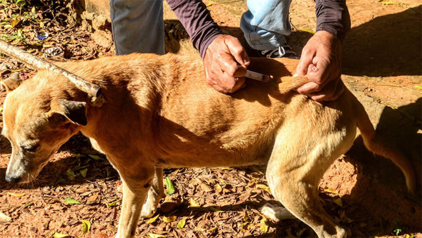 Imagem 1 - CCZ segue com vacinação antirrábica nas zonas urbana e rural de Mossoró. Na segunda semana de campanha, iniciada nesta segunda-feira (11), as equipes do Centro de Controle de Zoonoses estiveram nas comunidades rurais de Fazenda São João e Passagem de Pedra. Ao longo da semana visitarão ainda Riachinho, Ranço da Caça, Serra Mossoró, Sítio Rincão, Sítio Carmo e Assentamento Melancias. A vacinação contra a raiva também está sendo realizada na sede do CCZ, localizada à rua Moisés da Costa Lopes, nº 83, no bairro Nova Betânia. A imunização ocorre de segunda a quinta, das 7h às 11h e das 13h às 16h. Às sextas-feiras a vacinação acontece das 7h às 13h. Imagem 1 - CCZ segue com vacinação antirrábica nas zonas urbana e rural de Mossoró. Na segunda semana de campanha, iniciada nesta segunda-feira (11), as equipes do Centro de Controle de Zoonoses estiveram nas comunidades rurais de Fazenda São João e Passagem de Pedra. Ao longo da semana visitarão ainda Riachinho, Ranço da Caça, Serra Mossoró, Sítio Rincão, Sítio Carmo e Assentamento Melancias. A vacinação contra a raiva também está sendo realizada na sede do CCZ, localizada à rua Moisés da Costa Lopes, nº 83, no bairro Nova Betânia. A imunização ocorre de segunda a quinta, das 7h às 11h e das 13h às 16h. Às sextas-feiras a vacinação acontece das 7h às 13h.