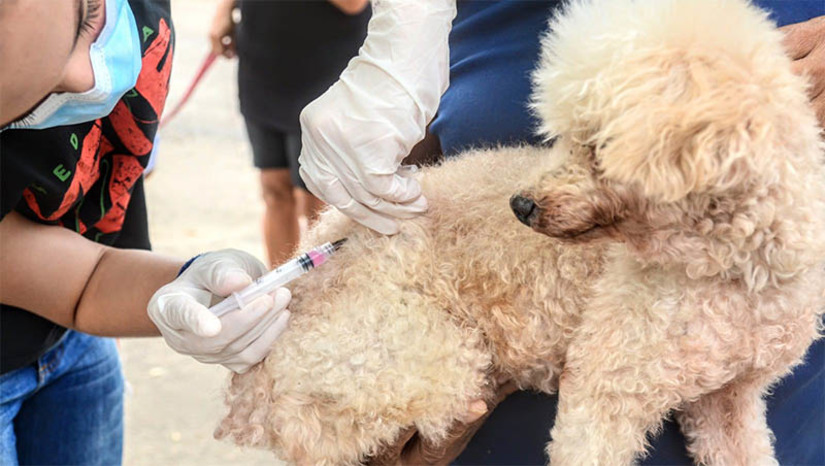 Imagem 1 - Cerca de 4.500 animais já foram imunizados contra raiva em Mossoró desde o início da campanha. Nesta semana as equipes de vacinadores do Centro de Controle de Zoonoses (CCZ) estarão em 16 comunidades rurais do município. Na zona urbana a imunização de cães e gatos contra raiva pode ser encontrada na sede do órgão, localizada à rua Moisés da Costa Lopes, nº 83, bairro Nova Betânia. A imunização ocorre de segunda a quinta-feira, das 7h às 11h e das 13h às 16h. Às sextas-feiras a vacinação acontece das 7h às 13h. De acordo com o CCZ, a estimativa é imunizar 80% dos 38.118 animais domiciliares na segunda maior cidade do Rio Grande do Norte. Imagem 1 - Cerca de 4.500 animais já foram imunizados contra raiva em Mossoró desde o início da campanha. Nesta semana as equipes de vacinadores do Centro de Controle de Zoonoses (CCZ) estarão em 16 comunidades rurais do município. Na zona urbana a imunização de cães e gatos contra raiva pode ser encontrada na sede do órgão, localizada à rua Moisés da Costa Lopes, nº 83, bairro Nova Betânia. A imunização ocorre de segunda a quinta-feira, das 7h às 11h e das 13h às 16h. Às sextas-feiras a vacinação acontece das 7h às 13h. De acordo com o CCZ, a estimativa é imunizar 80% dos 38.118 animais domiciliares na segunda maior cidade do Rio Grande do Norte.