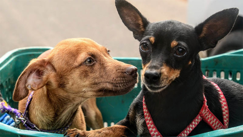 Imagem 1 - Castração de animais de Mossoró será realizada em clínica contratada pela prefeitura. O extrato do contrato foi publicado no Jornal Oficial de Mossoró (JOM), nesta segunda-feira, 8 de agosto. De acordo com a publicação, a contratação da clínica também inclui consultas, exames, cirurgia de esterilização, internação quando houver necessidade e assistência no pós-operatório. Imagem 1 - Castração de animais de Mossoró será realizada em clínica contratada pela prefeitura. O extrato do contrato foi publicado no Jornal Oficial de Mossoró (JOM), nesta segunda-feira, 8 de agosto. De acordo com a publicação, a contratação da clínica também inclui consultas, exames, cirurgia de esterilização, internação quando houver necessidade e assistência no pós-operatório.