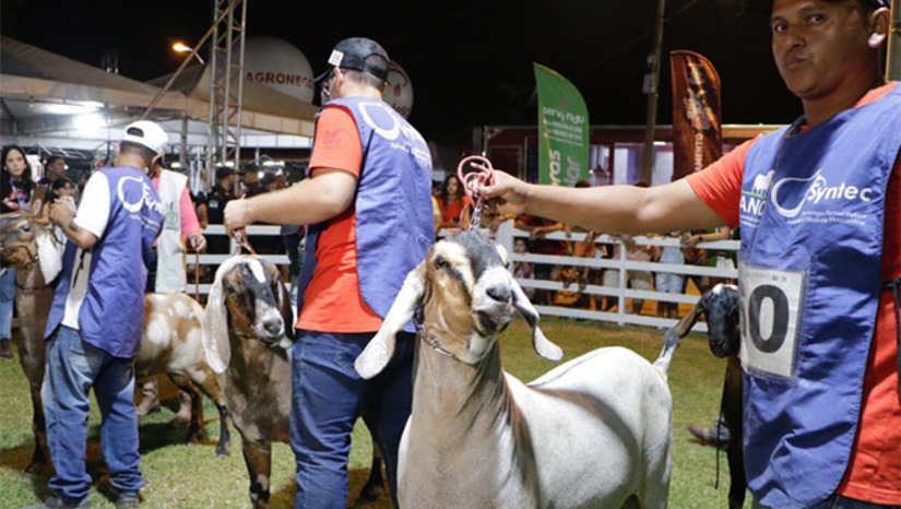 Imagem 1 - Evento está sendo realizado pela Prefeitura Municipal de Mossoró com apoio do Governo do Estado e a Brisanat no Parque de Exposições Armando Buá, ao lado da UFERSA. Começou no dia 11 e termina neste domingo, dia 14. Imagem 1 - Evento está sendo realizado pela Prefeitura Municipal de Mossoró com apoio do Governo do Estado e a Brisanat no Parque de Exposições Armando Buá, ao lado da UFERSA. Começou no dia 11 e termina neste domingo, dia 14.