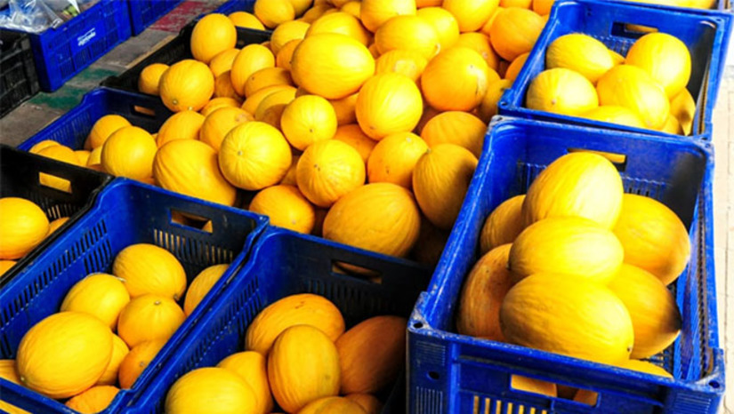 Imagem 1 - A Largada da Safra do Melão visa mostrar à população tudo que a fruticultura irrigada representa para o município, tanto no setor econômico quanto na oferta de empregos já que é um dos setores que mais empregam na cidade”, explicou o secretário municipal de Agricultura, Faviano Moreira. Imagem 1 - A Largada da Safra do Melão visa mostrar à população tudo que a fruticultura irrigada representa para o município, tanto no setor econômico quanto na oferta de empregos já que é um dos setores que mais empregam na cidade”, explicou o secretário municipal de Agricultura, Faviano Moreira.
