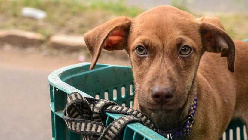 Imagem 1 -  Mossoró ultrapassa meta de vacinação antirrábica estabelecida pelo Ministério da Saúde. Atualmente, o município tem 31.809 cães e gatos vacinados contra a doença, o que representa um total de 83,44% dos animais domiciliados no município. “A gente atingiu a meta estipulada pelo Ministério da Saúde, mas já estamos estudando novas estratégias para aumentar o reforço vacinal e assim aumentarmos a quantidade de animais vacinados no município”, disse o diretor administrativo do CCZ, João Paulo.