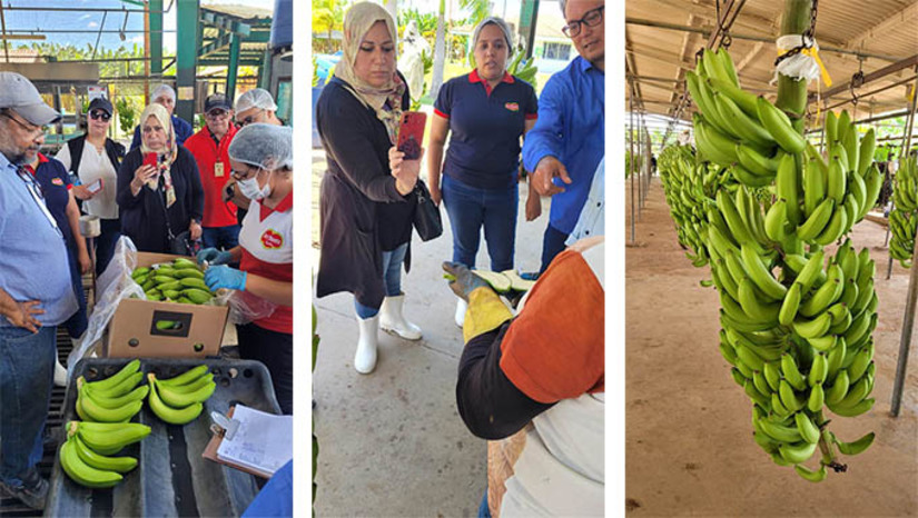Imagem 1 - Em agosto, o IDIARN, juntamente com o Ministério da Agricultura, esteve presente na auditoria técnica realizada nos municípios de Assú e Ipanguaçu, produtores de banana. Nesses locais, foram verificadas as condições de cultivo quanto a ocorrência de pragas quarentenárias chamadas de mal-do-Panamá (Fusarium oxysporum f. sp.) e Sigatoka Negra (Mycosphaerella Fijiensis), não presentes no RN. O Rio Grande do Norte já possui acordos para exportação de outros frutos firmados com União Europeia, China, Chile, Estados Unidos, Argentina, Holanda, Portugal, Dubai, entre outros. Imagem 1 - Em agosto, o IDIARN, juntamente com o Ministério da Agricultura, esteve presente na auditoria técnica realizada nos municípios de Assú e Ipanguaçu, produtores de banana. Nesses locais, foram verificadas as condições de cultivo quanto a ocorrência de pragas quarentenárias chamadas de mal-do-Panamá (Fusarium oxysporum f. sp.) e Sigatoka Negra (Mycosphaerella Fijiensis), não presentes no RN. O Rio Grande do Norte já possui acordos para exportação de outros frutos firmados com União Europeia, China, Chile, Estados Unidos, Argentina, Holanda, Portugal, Dubai, entre outros.