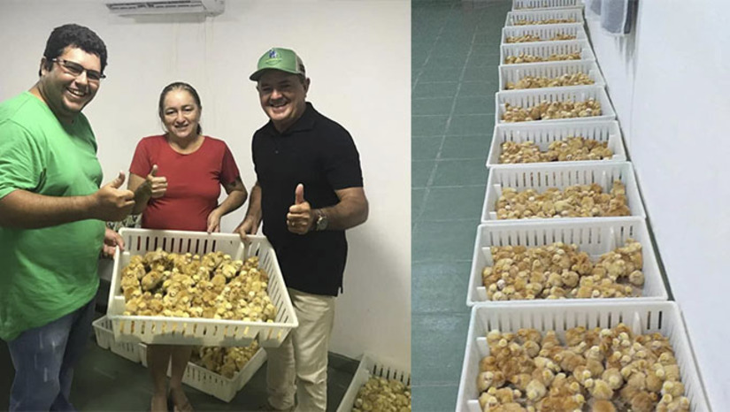 Imagem 1 - Ao todo, 30 familiares foram capacitadas para receber as aves. O prefeito Alan Silveira destaca que sua gestão tem focado em politicas públicas para fortalecer a produção rural, em especial do pequeno produtor na pecuária, agricultura, fruticultura, piscicultura, apicultura, entre outros seguimentos; "Apodi tem 208 comunidades rurais, onde foram perfurados dezenas de poços, recuperamos estradas, construímos pontes, passagem molhada, fortalecemos serviços de saúde e educação", destaca o prefeito Alan Silveira Imagem 1 - Ao todo, 30 familiares foram capacitadas para receber as aves. O prefeito Alan Silveira destaca que sua gestão tem focado em politicas públicas para fortalecer a produção rural, em especial do pequeno produtor na pecuária, agricultura, fruticultura, piscicultura, apicultura, entre outros seguimentos; "Apodi tem 208 comunidades rurais, onde foram perfurados dezenas de poços, recuperamos estradas, construímos pontes, passagem molhada, fortalecemos serviços de saúde e educação", destaca o prefeito Alan Silveira