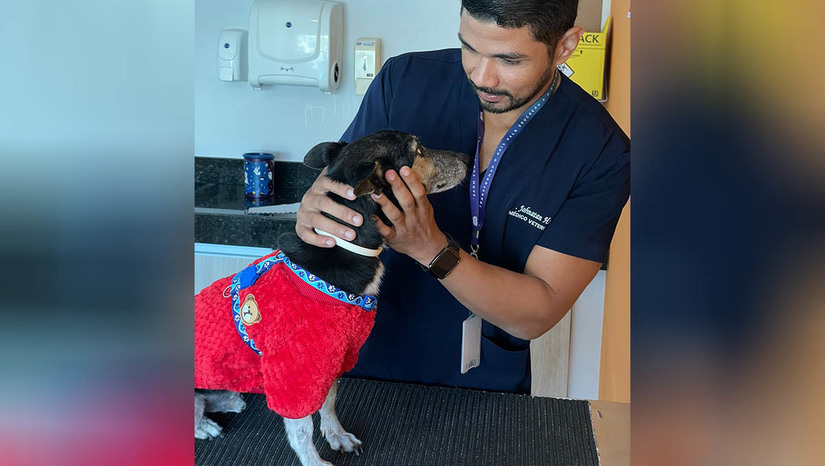 Imagem 1 -  Especialista dá dicas de como evitar que fogos de artifício afetem a saúde do seu pet. Com os jogos da Copa do Mundo e a chegada dos festejos de fim de ano, animais ficam mais suscetíveis. De acordo com o tutor de Práticas Veterinárias do curso de Medicina Veterinária da UnP (Universidade Potiguar), Johnatan Henrique dos Santos, o fator desencadeante de medo aos animais é a capacidade auditiva. Organizar um local seguro para o pet, como retirar móveis que possam servir de obstáculos e causar traumas durante a fuga, é uma das dicas para lidar com o pets nesses momentos; veja mais.