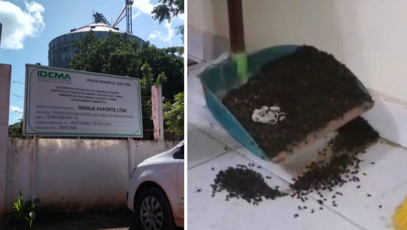 Imagem 1 - Granja deve pagar mais R$ 170 mil por descumprir medidas para acabar com proliferação de moscasO MPRN requerei à justiça que a Granja Aviforte, localizada em Mossoró, pague o total de R$ 170.292,43, equivalente ao somatório da multa diária que havia sido estabelecida por descumprimento de medidas a serem cumpridas, para acabar com a proliferação de moscas em diversos bairros, situados na região onde ela está localizada. O valor foi somado até o dia 7 de dezembro, tendo sido dado o prazo de 15 dias para que a empresa realize o pagamento, com incidência de juros até o dia da efetiva quitação da dívida. Há mais de 6 anos, moradores lutam para que a situação seja resolvida, mas até então, apesar das várias condenações e determinações judiciais, nada foi feito. Imagem 1 - Granja deve pagar mais R$ 170 mil por descumprir medidas para acabar com proliferação de moscasO MPRN requerei à justiça que a Granja Aviforte, localizada em Mossoró, pague o total de R$ 170.292,43, equivalente ao somatório da multa diária que havia sido estabelecida por descumprimento de medidas a serem cumpridas, para acabar com a proliferação de moscas em diversos bairros, situados na região onde ela está localizada. O valor foi somado até o dia 7 de dezembro, tendo sido dado o prazo de 15 dias para que a empresa realize o pagamento, com incidência de juros até o dia da efetiva quitação da dívida. Há mais de 6 anos, moradores lutam para que a situação seja resolvida, mas até então, apesar das várias condenações e determinações judiciais, nada foi feito.