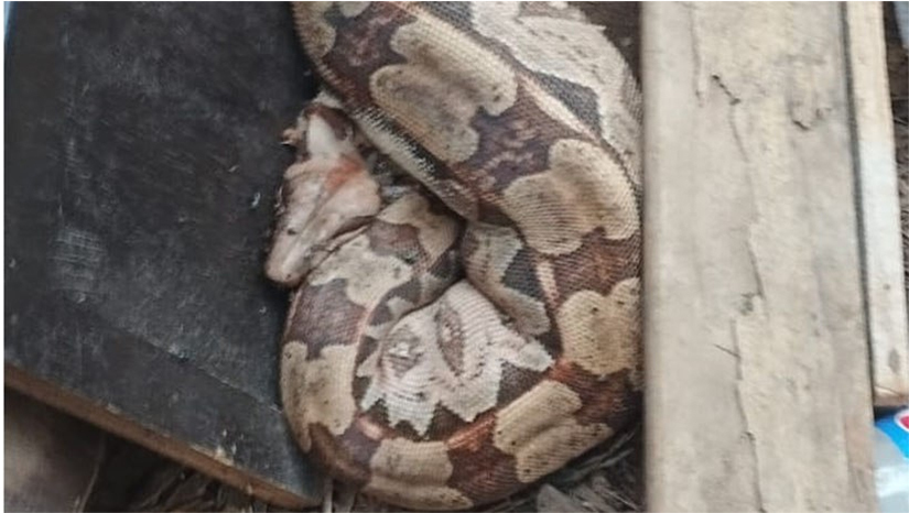 Imagem 1 - A cobra tipo Jiboia foi encontrada na casa de dona Antônia Lúcia Silva, moradora da Rua das Flores no Alto de São Manoel. Ela foi surpreendida hoje (12), quando se deparou coma cobra enrolada e aparentemente de "barriga" cheia. Apesar do susto, a família anfitriã lamentou o fato do réptil não está vivo para ser entregue à natureza. Sem a presença das autoridades ambientais mas com a casa cheia de vizinhos e de não-vizinhos, o esposo de Lúcia, Antônio Carlos, deixou a cobra nas proximidades do Rio Mossoró, provável lar da Jiboia antes dela ter se tornado o centro das conversas de calçada. Imagem 1 - A cobra tipo Jiboia foi encontrada na casa de dona Antônia Lúcia Silva, moradora da Rua das Flores no Alto de São Manoel. Ela foi surpreendida hoje (12), quando se deparou coma cobra enrolada e aparentemente de "barriga" cheia. Apesar do susto, a família anfitriã lamentou o fato do réptil não está vivo para ser entregue à natureza. Sem a presença das autoridades ambientais mas com a casa cheia de vizinhos e de não-vizinhos, o esposo de Lúcia, Antônio Carlos, deixou a cobra nas proximidades do Rio Mossoró, provável lar da Jiboia antes dela ter se tornado o centro das conversas de calçada.