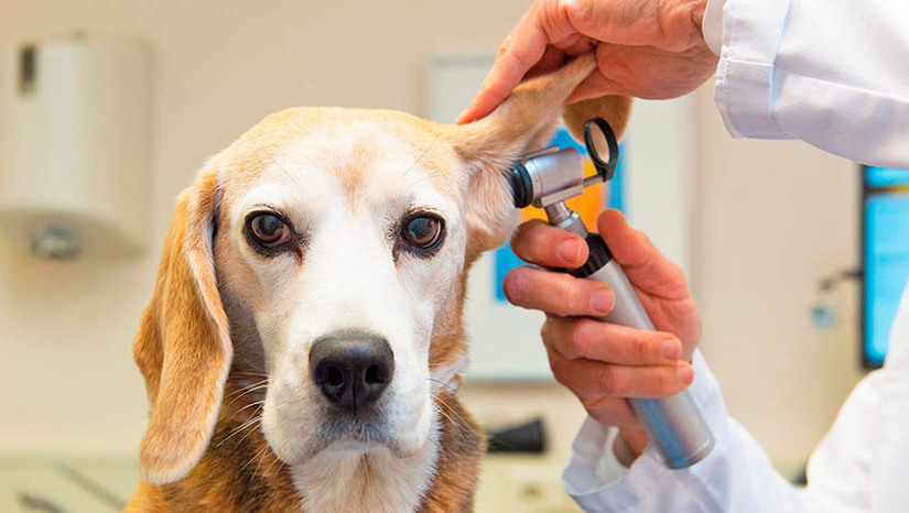 Imagem 1 - UnP e outras oito instituições de ensino abrem inscrições para curso de pós-graduação em Medicina Veterinária. São ofertadas mais de 40 vagas gratuitas pelo país. As inscrições para o programa – que é uma modalidade de Pós-Graduação Lato Sensu – também são gratuitas e estão abertas até 19 de janeiro (quinta-feira). São vagas para os seguintes cursos: Anestesiologia de Pequenos Animais, Clínica Médica de Grandes Animais, Clínica Médica de Pequenos Animais, Cirurgia Veterinária de Pequenos Animais, Diagnóstico por Imagem em Pequenos Animais, Análises Clínicas em Medicina Veterinária, Clínica Médica de Grandes Animais, Clínica Médica de Pequenos Animais, Cirurgia Veterinária de Pequenos Animais, Diagnóstico por Imagem em Pequenos Animais e Análises Clínicas em Medicina Veterinária; veja como se inscrever. Imagem 1 - UnP e outras oito instituições de ensino abrem inscrições para curso de pós-graduação em Medicina Veterinária. São ofertadas mais de 40 vagas gratuitas pelo país. As inscrições para o programa – que é uma modalidade de Pós-Graduação Lato Sensu – também são gratuitas e estão abertas até 19 de janeiro (quinta-feira). São vagas para os seguintes cursos: Anestesiologia de Pequenos Animais, Clínica Médica de Grandes Animais, Clínica Médica de Pequenos Animais, Cirurgia Veterinária de Pequenos Animais, Diagnóstico por Imagem em Pequenos Animais, Análises Clínicas em Medicina Veterinária, Clínica Médica de Grandes Animais, Clínica Médica de Pequenos Animais, Cirurgia Veterinária de Pequenos Animais, Diagnóstico por Imagem em Pequenos Animais e Análises Clínicas em Medicina Veterinária; veja como se inscrever.