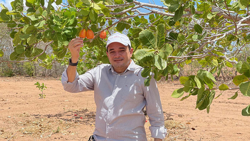 Imagem 1 - Governo sanciona lei que torna a castanha de Serra do Mel patrimônio cultural e imaterial do RN. O Prefeito Josivan Bibiano de Azevedo (PL) comemorou a sanção da Lei nº 11.367, publicada na edição de sábado (21) do Diário Oficial do Estado. O gestor ressaltou que o reconhecimento promove a cultura da cajucultura e protege o setor produtivo. Serra do Mel tem hoje cerca de 12 mil habitantes, distribuídos em 22 vilas rurais, onde também estão plantados 2,4 milhões de pés de cajueiros. Com isso, o município é considerado o maior produtor de castanha de caju do estado. Imagem 1 - Governo sanciona lei que torna a castanha de Serra do Mel patrimônio cultural e imaterial do RN. O Prefeito Josivan Bibiano de Azevedo (PL) comemorou a sanção da Lei nº 11.367, publicada na edição de sábado (21) do Diário Oficial do Estado. O gestor ressaltou que o reconhecimento promove a cultura da cajucultura e protege o setor produtivo. Serra do Mel tem hoje cerca de 12 mil habitantes, distribuídos em 22 vilas rurais, onde também estão plantados 2,4 milhões de pés de cajueiros. Com isso, o município é considerado o maior produtor de castanha de caju do estado.