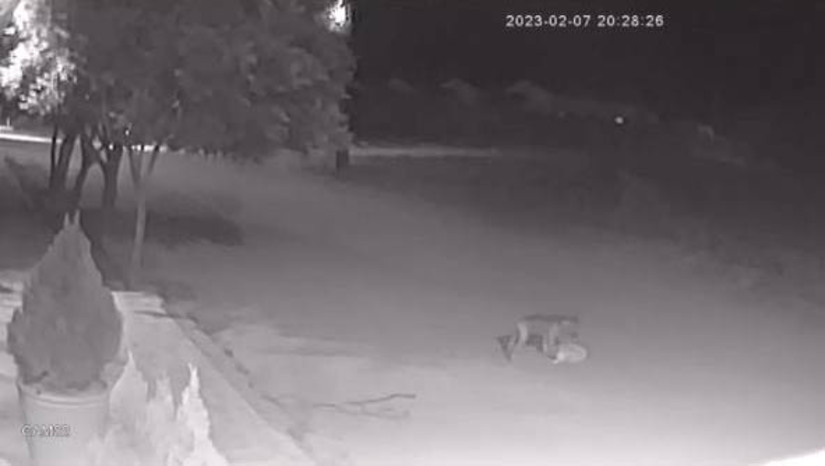 Imagem 1 - Pitbull solto na rua ataca e mata poodle no Pousada das Thermas. O caso aconteceu por volta das 20h30 desta terça-feira (7). O cão da raça pitbull estava solto e encontrou o poodle na rua. Câmeras de segurança de uma residência mostram a hora em que a tutora do pitbull tentou laçá-lo com uma coleira, momento em que houve o ataque. O outro animal acabou morrendo. O pitbull chegou a ser colocado para dentro de casa, mas, agressivo, impediu que a proprietária entrasse no local, sendo necessário acionar o corpo de bombeiros; entenda o caso. Imagem 1 - Pitbull solto na rua ataca e mata poodle no Pousada das Thermas. O caso aconteceu por volta das 20h30 desta terça-feira (7). O cão da raça pitbull estava solto e encontrou o poodle na rua. Câmeras de segurança de uma residência mostram a hora em que a tutora do pitbull tentou laçá-lo com uma coleira, momento em que houve o ataque. O outro animal acabou morrendo. O pitbull chegou a ser colocado para dentro de casa, mas, agressivo, impediu que a proprietária entrasse no local, sendo necessário acionar o corpo de bombeiros; entenda o caso.