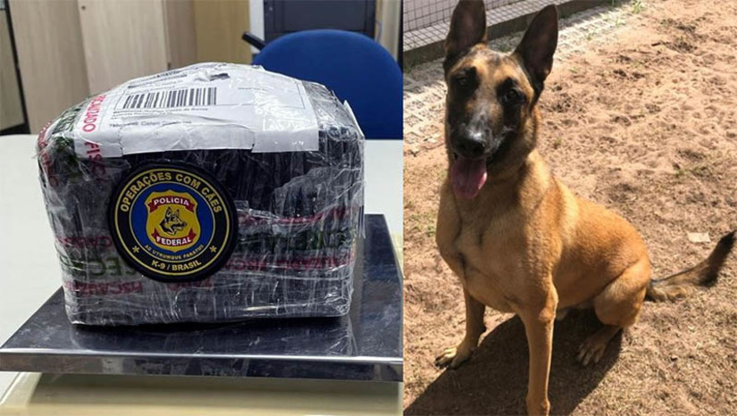 Imagem 1 - Cão da PF fareja tabletes de maconha que estavam camuflados sob gesso nos Correios de Natal.A caixa contendo 1,96 kg de maconha, havia sido enviada via postal. A apreensão, realizada nesta quinta (16), é decorrente de fiscalização de rotina, com o objetivo de combater o tráfico de substâncias entorpecentes através do fluxo postal e foi realizada em conjunto com a área de segurança dos Correios. A substância apreendida ficará armazenada em depósito aguardando autorização judicial para ser incinerada. A PF instaurou inquérito policial e vai investigar possíveis envolvidos em mais essa ação criminosa que envolve tráfico de drogas. Imagem 1 - Cão da PF fareja tabletes de maconha que estavam camuflados sob gesso nos Correios de Natal.A caixa contendo 1,96 kg de maconha, havia sido enviada via postal. A apreensão, realizada nesta quinta (16), é decorrente de fiscalização de rotina, com o objetivo de combater o tráfico de substâncias entorpecentes através do fluxo postal e foi realizada em conjunto com a área de segurança dos Correios. A substância apreendida ficará armazenada em depósito aguardando autorização judicial para ser incinerada. A PF instaurou inquérito policial e vai investigar possíveis envolvidos em mais essa ação criminosa que envolve tráfico de drogas.