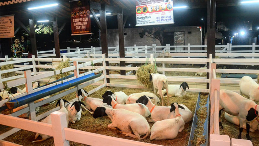 Imagem 1 - Festa do Bode 2023 será realizada entre os dias 10 e 13 de agosto, em Mossoró. A data consta no calendário estadual de exposições agropecuárias e foi definida durante reunião entre todos os secretários municipais de Agricultura. A festa é promovida pela Prefeitura de Mossoró, através da Secretaria Municipal de Agricultura e Desenvolvimento Rural (Seadru), é considerada o maior evento de caprinos e ovinos do Rio Grande do Norte e faz parte do calendário cultural do município. O evento é realizado no Centro de Exposições Armando Buá, ao lado da Universidade Federal Rural do Semi-Árido (Ufersa). Imagem 1 - Festa do Bode 2023 será realizada entre os dias 10 e 13 de agosto, em Mossoró. A data consta no calendário estadual de exposições agropecuárias e foi definida durante reunião entre todos os secretários municipais de Agricultura. A festa é promovida pela Prefeitura de Mossoró, através da Secretaria Municipal de Agricultura e Desenvolvimento Rural (Seadru), é considerada o maior evento de caprinos e ovinos do Rio Grande do Norte e faz parte do calendário cultural do município. O evento é realizado no Centro de Exposições Armando Buá, ao lado da Universidade Federal Rural do Semi-Árido (Ufersa).