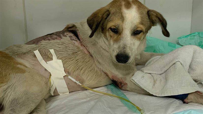 Imagem 1 - Veja como ajudar o cão baleado e arrastado por beber água de um burro em Rafael Godeiro. O animal foi vítima de maus tratos e foi resgatado nesta terça-feira (2), pelos protetores do Instituto Renata Praxedes. Ele está sendo tratado no Hospital Veterinário Popular, em Mossoró. De acordo com a veterinária Larissa Leykman, o estado de saúde do cão, que se chama Dustin, inspira cuidados. O projétil ainda está alojado próximo à sua coluna e provocou uma lesão em uma das vértebras, fazendo com que ele não consiga apoiar as patas traseiras e nem fazer as necessidades fisiológicas sozinho. Os interessados em ajudar no tratamento do cãozinho, podem realizar doações por meio do PIX e-mai: institutorenatapx@gmail.com. Imagem 1 - Veja como ajudar o cão baleado e arrastado por beber água de um burro em Rafael Godeiro. O animal foi vítima de maus tratos e foi resgatado nesta terça-feira (2), pelos protetores do Instituto Renata Praxedes. Ele está sendo tratado no Hospital Veterinário Popular, em Mossoró. De acordo com a veterinária Larissa Leykman, o estado de saúde do cão, que se chama Dustin, inspira cuidados. O projétil ainda está alojado próximo à sua coluna e provocou uma lesão em uma das vértebras, fazendo com que ele não consiga apoiar as patas traseiras e nem fazer as necessidades fisiológicas sozinho. Os interessados em ajudar no tratamento do cãozinho, podem realizar doações por meio do PIX e-mai: institutorenatapx@gmail.com.