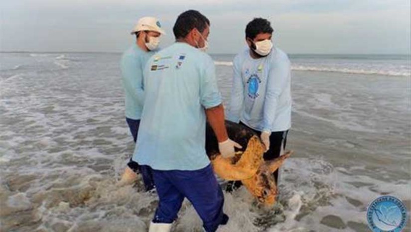 Imagem 1 -  O Município de Tibau faz parte da região denominada de Costa Branca, que compreende 18 municípios e possui uma vasta diversidade de vida marinha, incluindo espécies de tartarugas, golfinhos, peixes-boi, entre outros. E em parceria com o PCCB-UERN, A Prefeitura Municipal promove o evento Cinema na Praia, aberto ao público, para poderem assistir à exibição de filmes sobre a vida marinha com o tema: vidas marinhas encontradas na Via Costeira. O evento acontecerá às 15 horas na Secretaria de Cultura de Tibau.