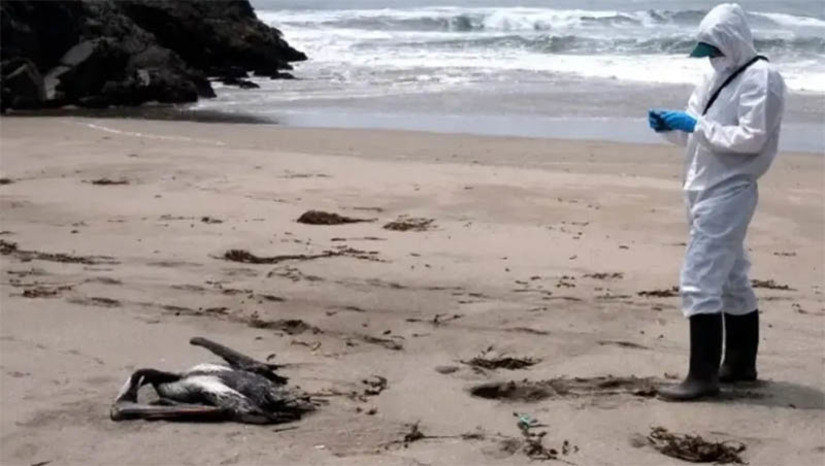 Imagem 1 - Primeiras amostras de aves encontradas mortas no litoral do RN descartam infecção por H5N1. As aves foram encontradas nas praias de Pirangi, em Parnamirim, Sagi, em Baía Formosa, Barra de Maxaranguape, Maxaranguape e Búzios, em Nisia Floresta. O Ministério da Agricultura e Pecuária emitiu um decreto de estado de emergência zoossanitária, em função da detecção da infecção pelo vírus da influenza aviária H5N1 de alta patogenicidade (IAAP) em aves silvestres no Brasil. As autoridades pedem que a população evite contato com aves encontradas mortas ou doentes em área litorânea. Caso isto ocorra, é preciso se colocar automaticamente em isolamento por dez dias e contar um serviço de saúde da sua região. Imagem 1 - Primeiras amostras de aves encontradas mortas no litoral do RN descartam infecção por H5N1. As aves foram encontradas nas praias de Pirangi, em Parnamirim, Sagi, em Baía Formosa, Barra de Maxaranguape, Maxaranguape e Búzios, em Nisia Floresta. O Ministério da Agricultura e Pecuária emitiu um decreto de estado de emergência zoossanitária, em função da detecção da infecção pelo vírus da influenza aviária H5N1 de alta patogenicidade (IAAP) em aves silvestres no Brasil. As autoridades pedem que a população evite contato com aves encontradas mortas ou doentes em área litorânea. Caso isto ocorra, é preciso se colocar automaticamente em isolamento por dez dias e contar um serviço de saúde da sua região.