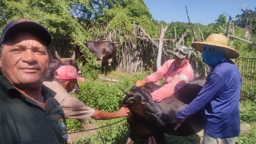 Imagem 1 -  Município de Serra do Mel vacina 100% do seu rebanho contra febre aftosa. A notícia foi confirmada pelo Instituto de Defesa e Inspeção Agropecuária do Rio Grande do Norte (IDIARN) e comemorada pelo prefeito Josivan Bibiano de Azevedo e pela equipe da Secretaria Municipal de Agricultura. A aquisição de 3 mil doses de vacina e a finalização da vacinação antes do término da campanha, que ocorre em 15 de julho, foram fundamentais para o sucesso da ação.