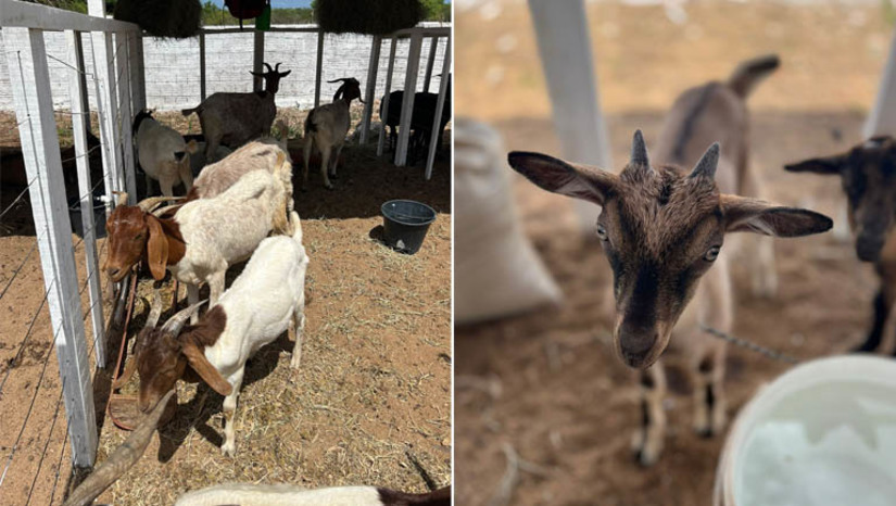 Imagem 1 - Circuito Estadual de Exposições Agropecuárias chega ao município de Apodi. O município é o décimo primeiro a receber o Circuito Estadual de Exposições Agropecuárias. O Circuito já passou por Currais Novos, São Paulo do Potengi, Parnamirim, Lagoa Nova, Caicó, Coronel Ezequiel, Parelhas, Caraúbas, Afonso Bezerra e Cruzeta. A expectativa é que cerca de 1.500 animais sejam expostos e 5 mil pessoas passem pela Praça da Juventude nos três dias de evento; confira a programação completa. Imagem 1 - Circuito Estadual de Exposições Agropecuárias chega ao município de Apodi. O município é o décimo primeiro a receber o Circuito Estadual de Exposições Agropecuárias. O Circuito já passou por Currais Novos, São Paulo do Potengi, Parnamirim, Lagoa Nova, Caicó, Coronel Ezequiel, Parelhas, Caraúbas, Afonso Bezerra e Cruzeta. A expectativa é que cerca de 1.500 animais sejam expostos e 5 mil pessoas passem pela Praça da Juventude nos três dias de evento; confira a programação completa.