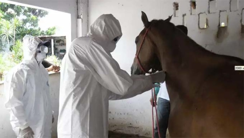 Imagem 1 -  A Sesap se pronunciou através de nota nesta sexta-feira (28) e confirmou que acompanha o caso suspeito de contaminação pela bactéria Burkholderia mallei, que causa a doença conhecida como mormo, uma doença infectocontagiosa transmitida a humanos pelo contato com animais infectados, sobretudo equinos. O paciente está internado em uma unidade de saúde privada em Natal.  “O caso está em investigação, foram feitas coletas para exames e o homem segue em isolamento. A Sesap, por meio da coordenação de Vigilância em Saúde, aguarda um relatório com novas informações e segue acompanhando o caso, com a rede ativada para acompanhar qualquer nova situação”, disse a nota.