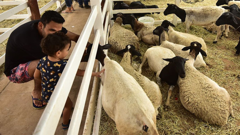 Imagem 1 - O evento, que também foi uma atração para as crianças, é promovido pela Prefeitura de Mossoró, através da Secretaria Municipal de Agricultura e Desenvolvimento Rural (Seadru), uma vez ao ano. O titular da Seadru, Faviano Moreira, fez balanço positivo da festa. Segundo ele, a festa superou todas as expectativas. “Este é um momento muito positivo. Todos os nossos números em relação a 2022 foram superados, como a quantidade de animais, que tivemos mais de 1.100 aqui no parque, o volume negociado, no mínimo R$ 10 milhões circulando aqui através de crédito dos bancos e de compra e venda de animais. Tivemos uma quantidade maior de artesãos em relação ao ano passado, também de agricultores familiares. A festa superou todas as expectativas e já é um desafio maior para que a gente possa fazer uma festa maior no próximo ano”, destacou. Imagem 1 - O evento, que também foi uma atração para as crianças, é promovido pela Prefeitura de Mossoró, através da Secretaria Municipal de Agricultura e Desenvolvimento Rural (Seadru), uma vez ao ano. O titular da Seadru, Faviano Moreira, fez balanço positivo da festa. Segundo ele, a festa superou todas as expectativas. “Este é um momento muito positivo. Todos os nossos números em relação a 2022 foram superados, como a quantidade de animais, que tivemos mais de 1.100 aqui no parque, o volume negociado, no mínimo R$ 10 milhões circulando aqui através de crédito dos bancos e de compra e venda de animais. Tivemos uma quantidade maior de artesãos em relação ao ano passado, também de agricultores familiares. A festa superou todas as expectativas e já é um desafio maior para que a gente possa fazer uma festa maior no próximo ano”, destacou.