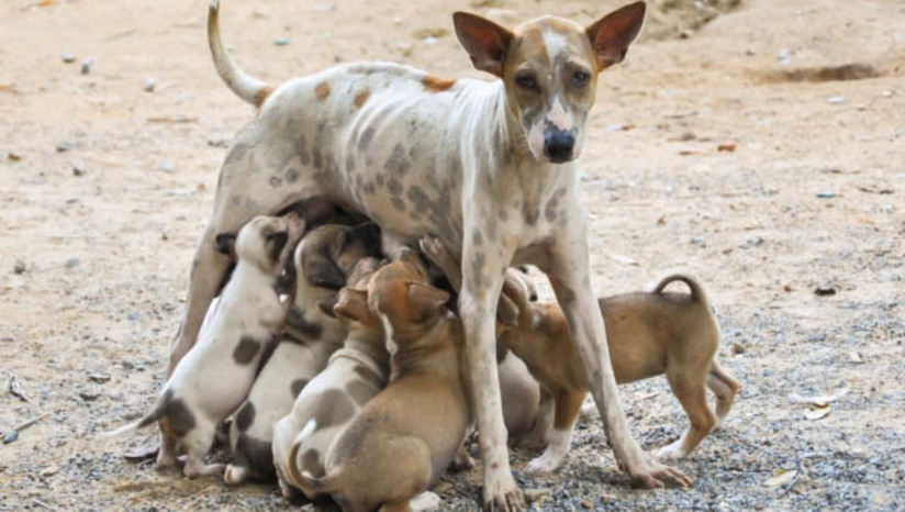 Imagem 1 - “Projeto traz verdadeiras aberrações jurídicas”, diz professor sobre PL que permite matar animais em Apodi. Francisco José Garcia, professor de direito da Universidade Federal da Paraíba, responsável pela disciplina de Direito Animal, classificou como absurdo o Projeto de Lei Nº 094/2021, de 01 de Agosto 2021, aprovado à unanimidade, na quarta-feira (14 de setembro) na Câmara de Apodi. Entre outras coisas, o PL, de autoria do vereador Charton Heston Rêgo Noronha Gonçalves (MDB), que seguiu para sanção do poder executivo, permite que “animais que, mesmo sendo considerados domésticos, cause prejuízos a terceiros”, possam ser sacrificados pelo poder público, caso não tenham dono ou não sejam reclamados por estes. Entre os prejuízo citados no documento, que podem ser causados por estes animais “vão desde a destruição de plantas ornamentais, à provocação de sujeiras com a eliminação de excrementos nas calçadas e vias públicas”. Imagem 1 - “Projeto traz verdadeiras aberrações jurídicas”, diz professor sobre PL que permite matar animais em Apodi. Francisco José Garcia, professor de direito da Universidade Federal da Paraíba, responsável pela disciplina de Direito Animal, classificou como absurdo o Projeto de Lei Nº 094/2021, de 01 de Agosto 2021, aprovado à unanimidade, na quarta-feira (14 de setembro) na Câmara de Apodi. Entre outras coisas, o PL, de autoria do vereador Charton Heston Rêgo Noronha Gonçalves (MDB), que seguiu para sanção do poder executivo, permite que “animais que, mesmo sendo considerados domésticos, cause prejuízos a terceiros”, possam ser sacrificados pelo poder público, caso não tenham dono ou não sejam reclamados por estes. Entre os prejuízo citados no documento, que podem ser causados por estes animais “vão desde a destruição de plantas ornamentais, à provocação de sujeiras com a eliminação de excrementos nas calçadas e vias públicas”.