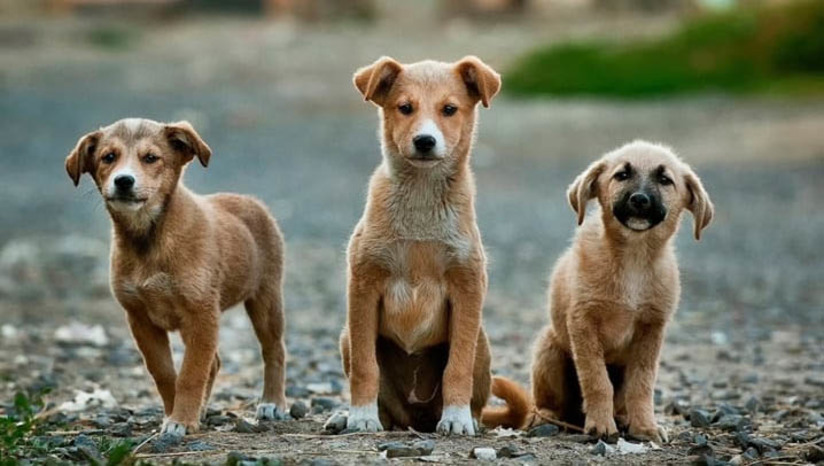 Imagem 1 - Alan Silveira diz que vai vetar PL aprovado na câmara de Apodi que autorizava sacrifício de animais. Em contato com a reportagem do Mossoró Hoje, o prefeito informou que se reuniu, na tarde desta quarta-feira (20), com sua equipe jurídica e com o vereador Charton Rêgo, e afirmou que vetará o Projeto de Lei Nº 094/2021, de 01 de Agosto de 2021. Na reunião, ainda ficou acertado que a partir desta decisão, a câmara irá abrir o diálogo para elaboração de um novo projeto sobre o tema. O PL aprovado na semana passada, autorizava, entre outras coisas, o sacrifício de animais, incluindo cães e gatos, que não fossem reclamados por seus tutores ou adotados. O texto foi duramente criticado, tendo ganhado repercussão a nível nacional. Imagem 1 - Alan Silveira diz que vai vetar PL aprovado na câmara de Apodi que autorizava sacrifício de animais. Em contato com a reportagem do Mossoró Hoje, o prefeito informou que se reuniu, na tarde desta quarta-feira (20), com sua equipe jurídica e com o vereador Charton Rêgo, e afirmou que vetará o Projeto de Lei Nº 094/2021, de 01 de Agosto de 2021. Na reunião, ainda ficou acertado que a partir desta decisão, a câmara irá abrir o diálogo para elaboração de um novo projeto sobre o tema. O PL aprovado na semana passada, autorizava, entre outras coisas, o sacrifício de animais, incluindo cães e gatos, que não fossem reclamados por seus tutores ou adotados. O texto foi duramente criticado, tendo ganhado repercussão a nível nacional.