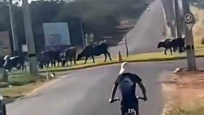 Imagem 1 -  Motorista oferece recompensa de R$ 3 mil para quem encontrar 8 novilhas perdida, em Mossoró. Os animais de Caio Mendes fugiram de seu cercado, no Assentamento Sol Nascente, enquanto ele estava viajando à trabalho. Dois deles conseguiram retornar para casa, mas ainda há 8 desaparecidos. Segundo Caio, a última vez que as novilhas foram vistas, foi na sexta-feira (15), próximo ao condomínio Quintas dos Lagos e, mais tarde, próximo ao Alphaville. O motorista está oferecendo uma recompensa de R$ 3 mil para quem ajudar a localizar o gado. Quem souber qualquer informações sobre eles, pode entrar em contato pelo número (84) 99602-1915, falar com Caio Mendes.